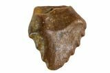 Fossil Ankylosaur Tooth - Montana #108142-1